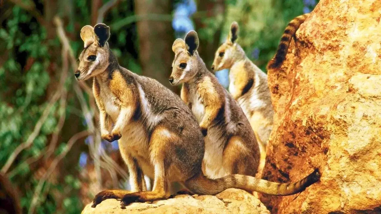 Скальные валлаби на камне в лесу