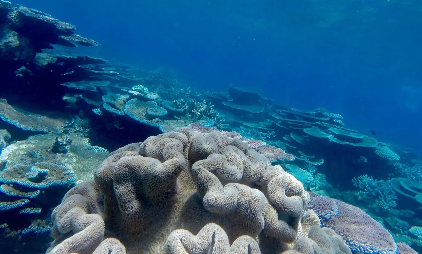 Коралловый сад на рифе Опал