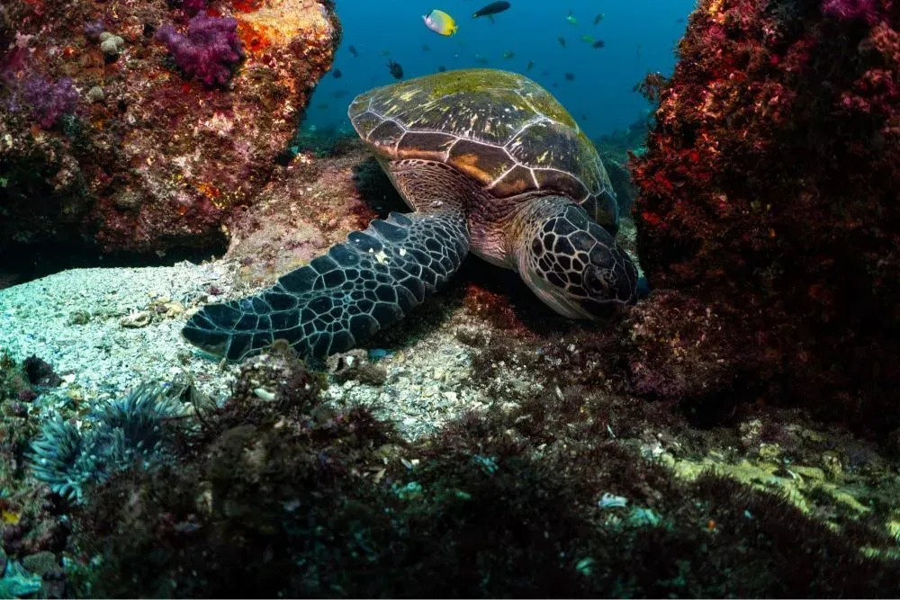 Зелёная черепаха среди кораллов