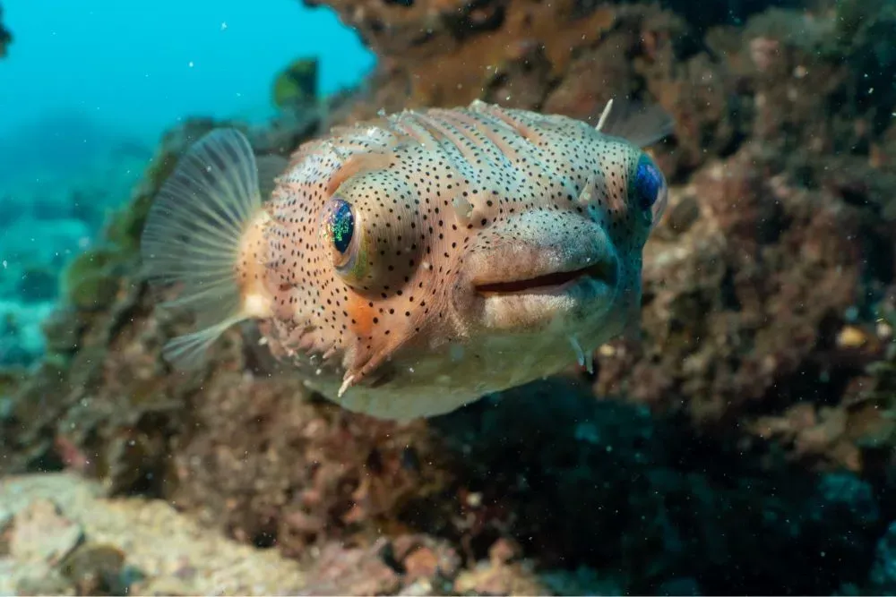 Рыба-ёж крупным планом у рифа