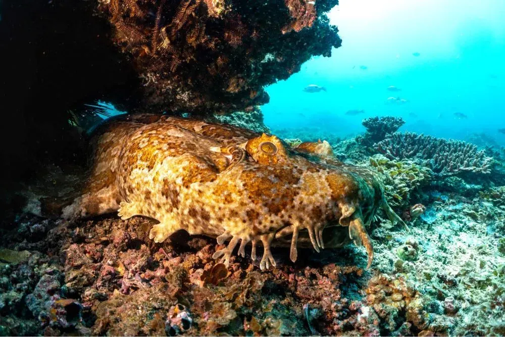 Воббегонг — ковровая акула на дне