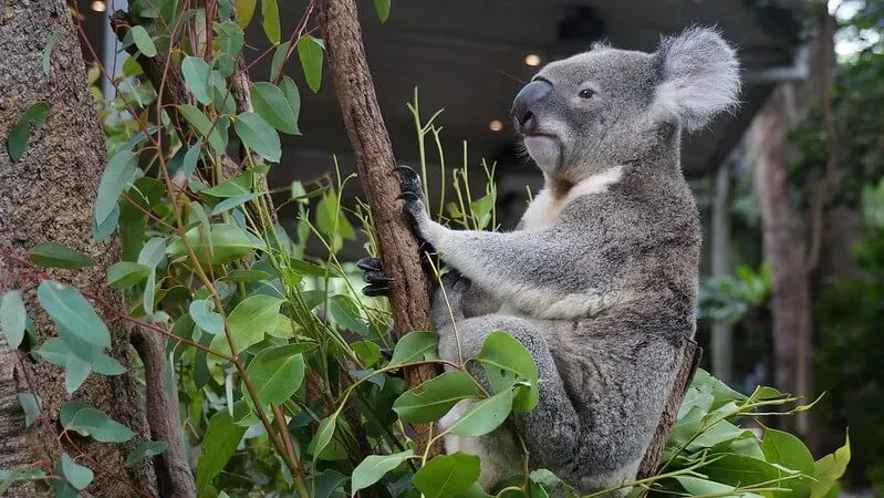 Коала на эвкалиптовом дереве
