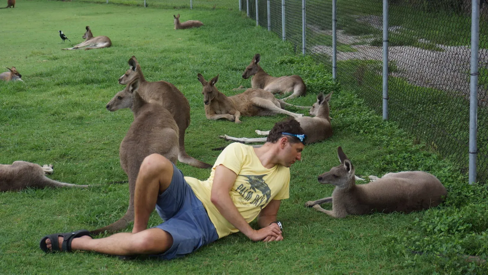 Среди диких кенгуру на острове