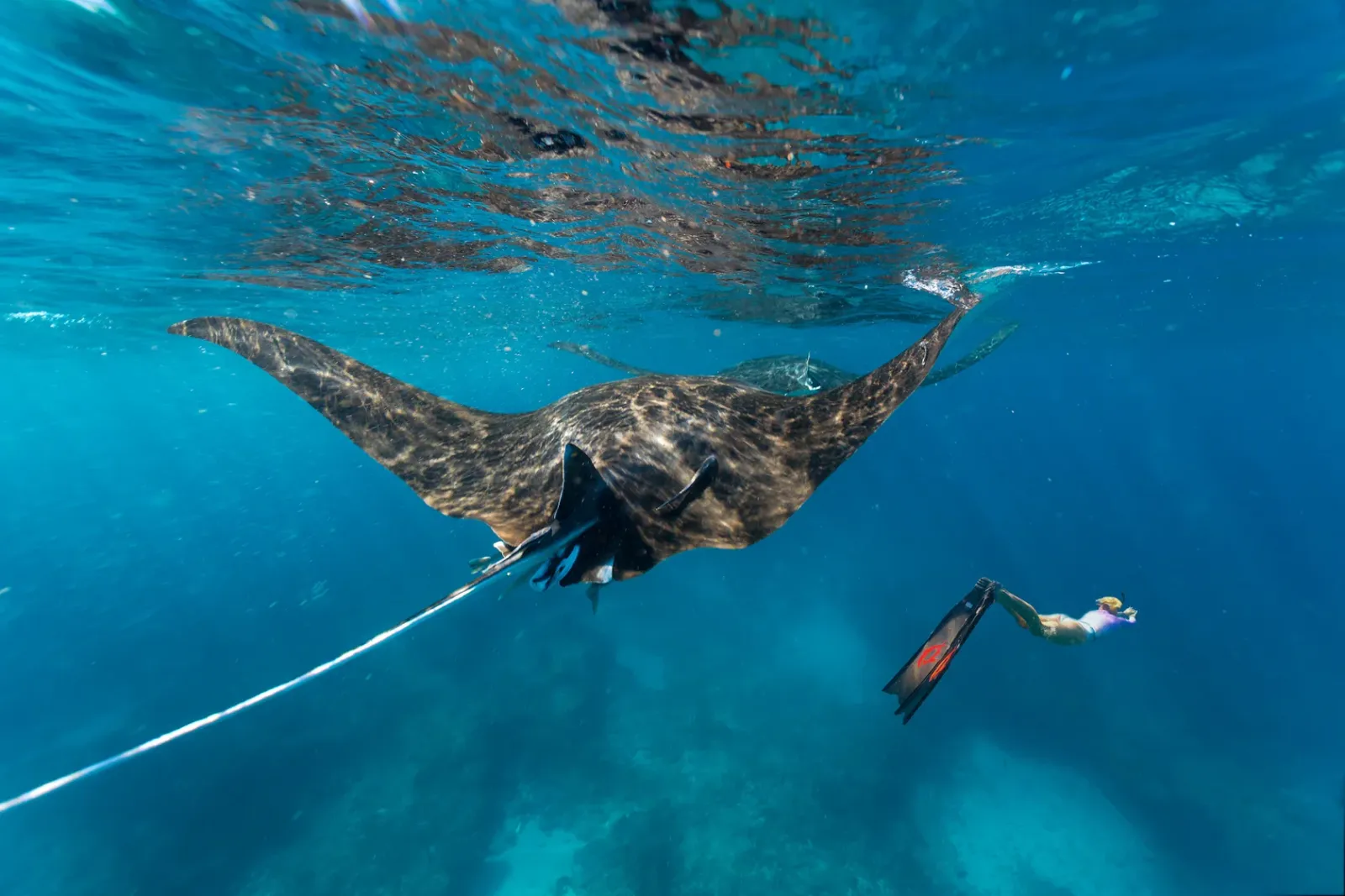 Снорклер плывёт рядом с мантой