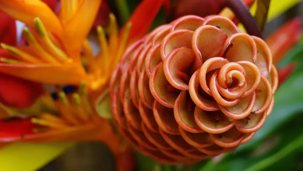 Тропический цветок в джунглях