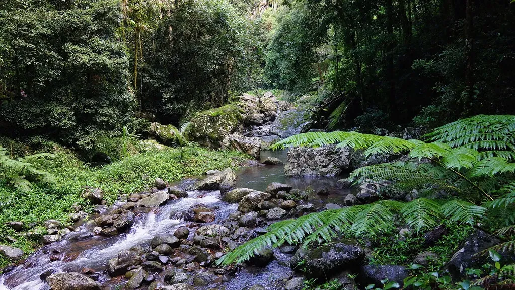 Ручей в тропическом дождевом лесу