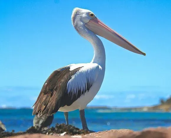 Австралийский пеликан на фоне океана