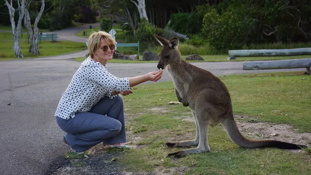 Кормление кенгуру с руки