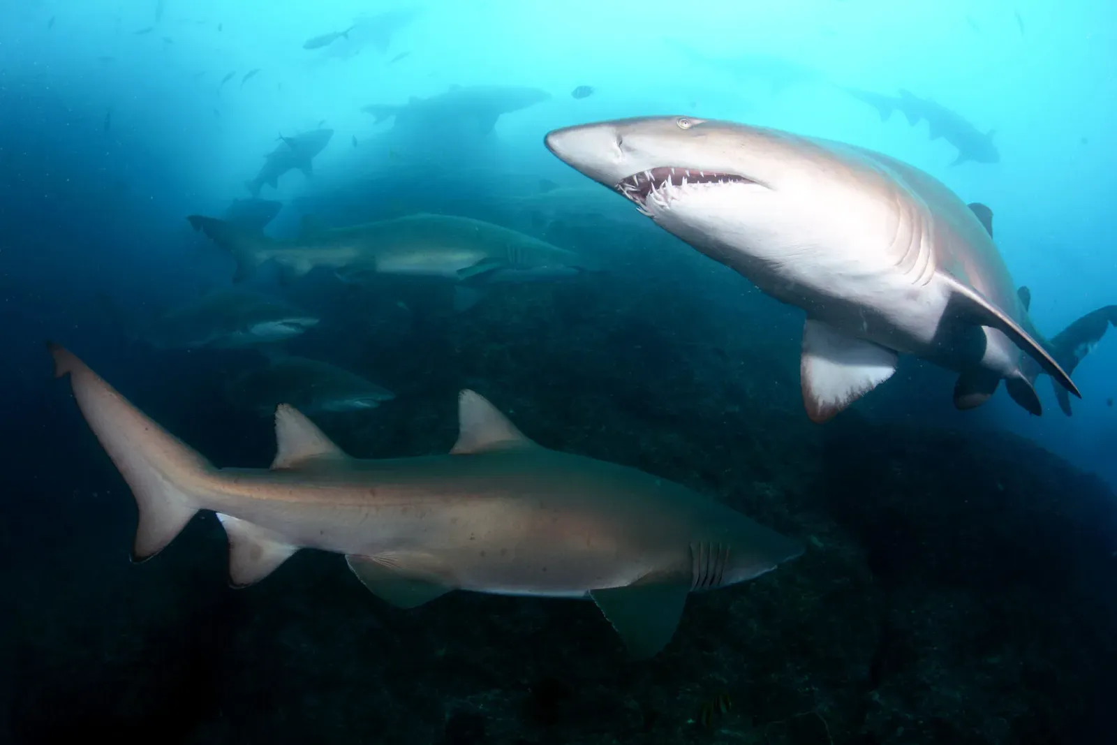 Стая песчаных акул крупным планом