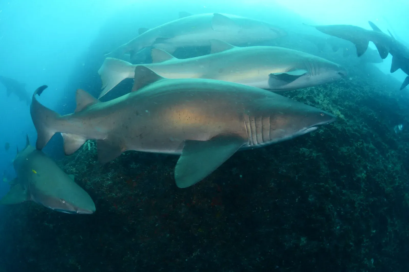 Группа акул-нянек у скалистого дна