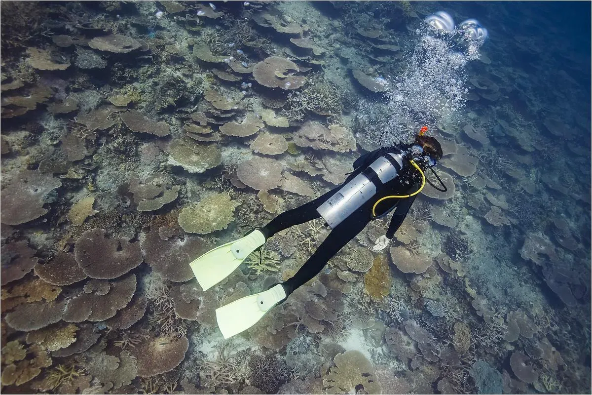 Дайвер над столовыми кораллами