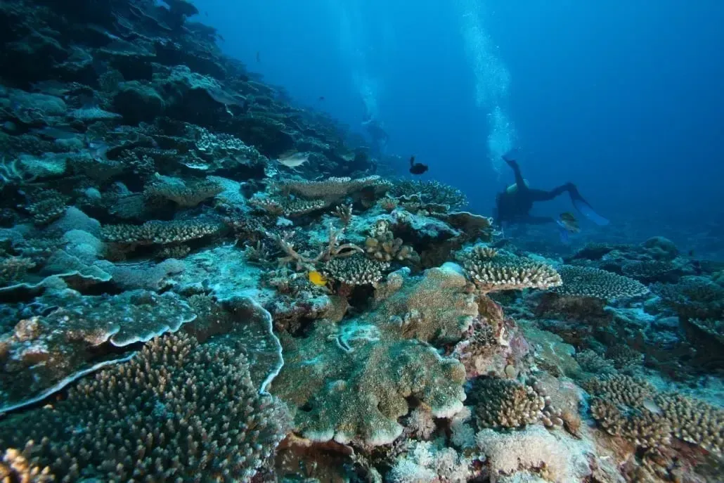 Дайвер над коралловым садом с рыбами