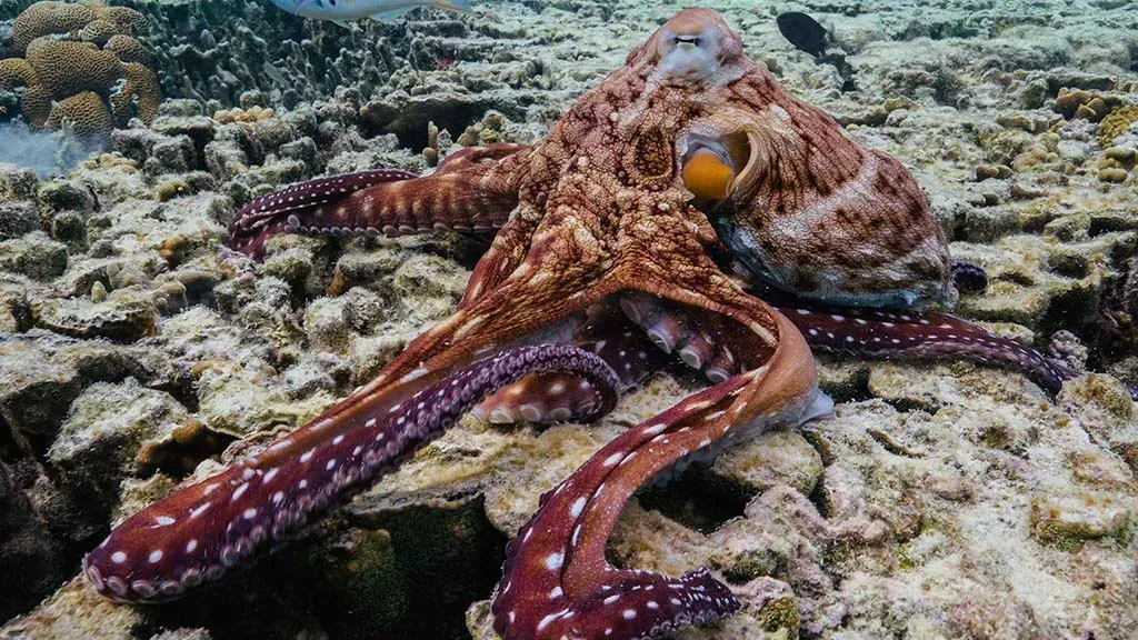 Осьминог на коралловом рифе