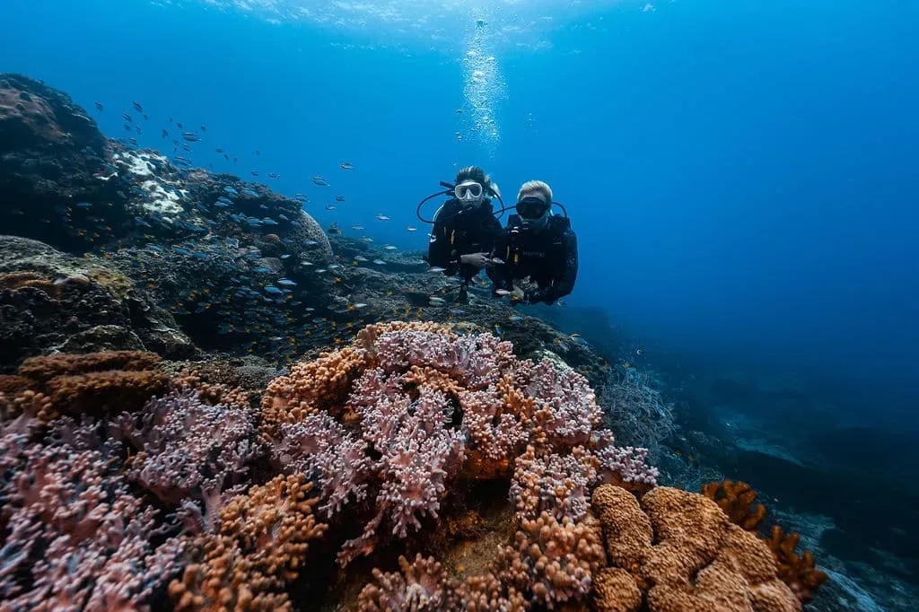 Два дайвера у кораллов на глубине