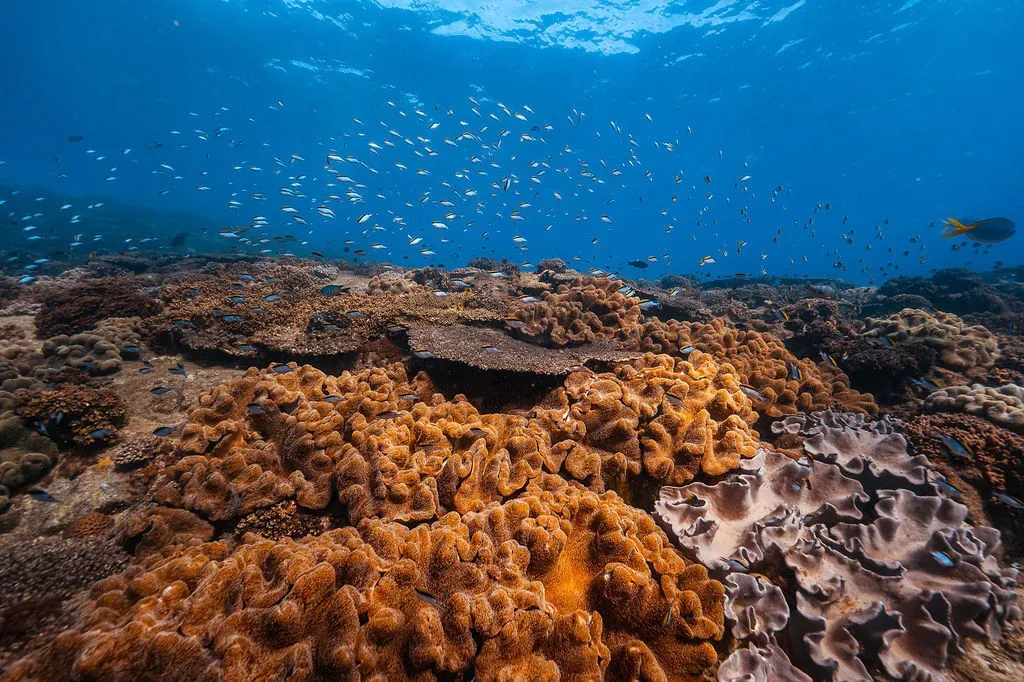 Коралловый сад с рыбами на рифе