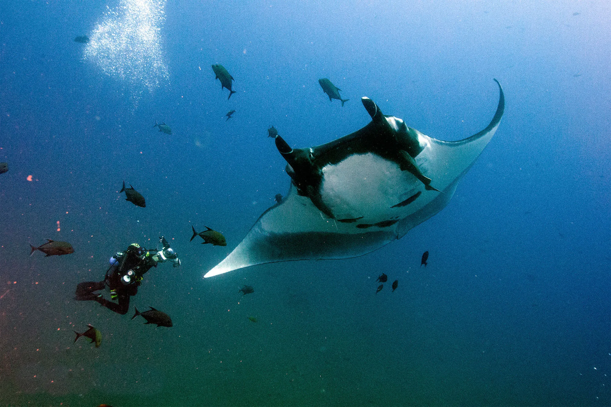 Giant manta ray and divers in the blue water off Socorro