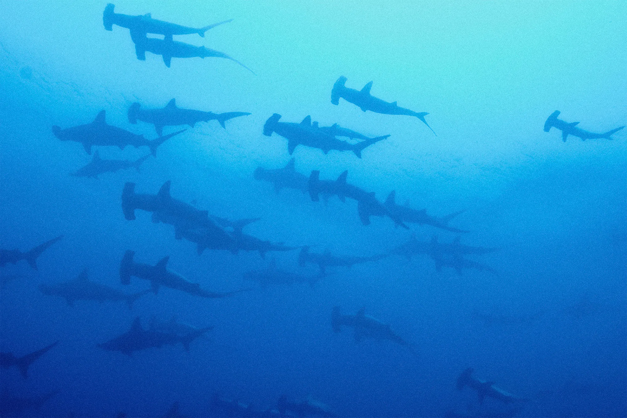 School of hammerhead sharks in midwater at Revillagigedo