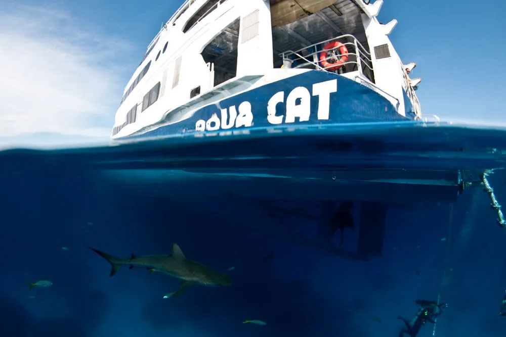 Карибские рифовые акулы под корпусом All Star Aqua Cat