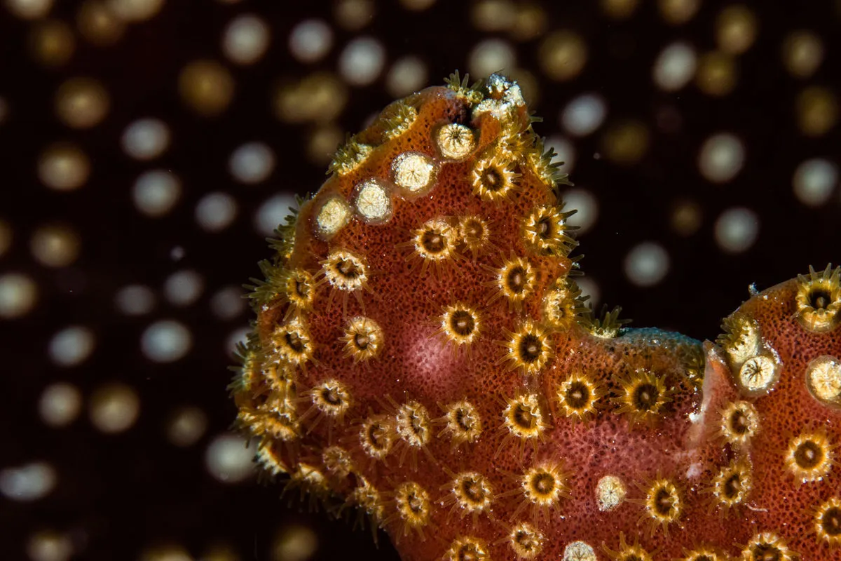 All Star Cat Ppalu — фото 15, дайвинг Багамы