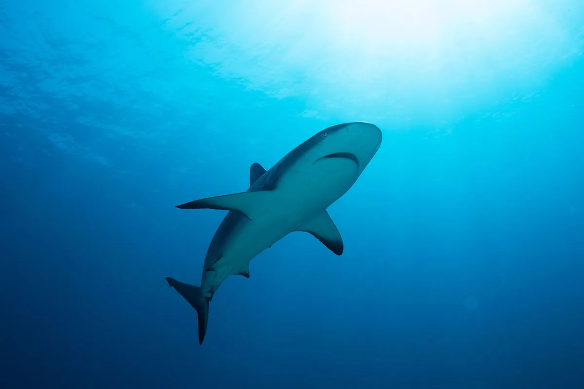 All Star Cat Ppalu — фото 9, дайвинг Багамы