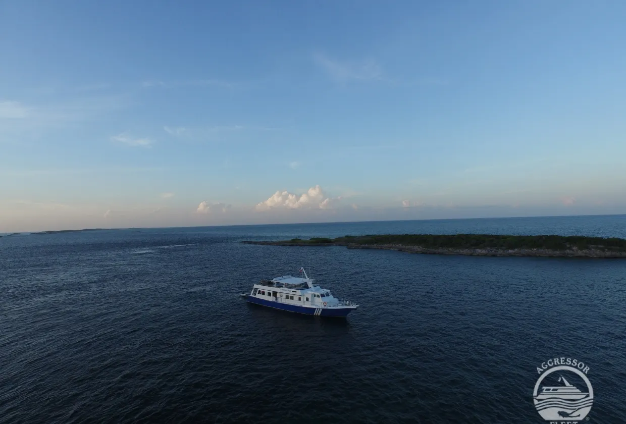 Bahamas Aggressor — фото 19, дайвинг Багамы