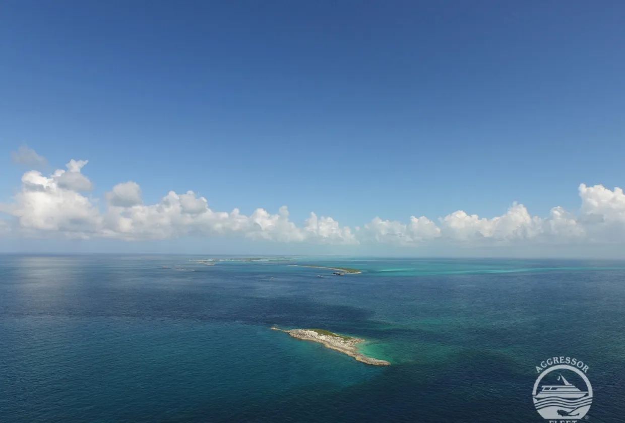 Bahamas Aggressor — фото 29, дайвинг Багамы