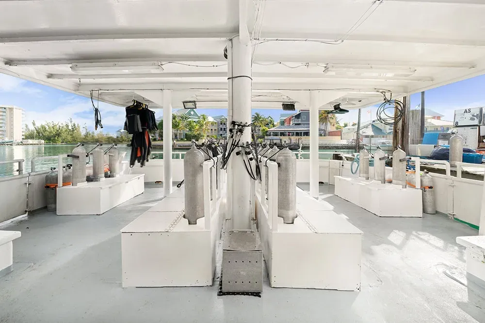 Bahamas Master — фото 4, дайвинг Багамы