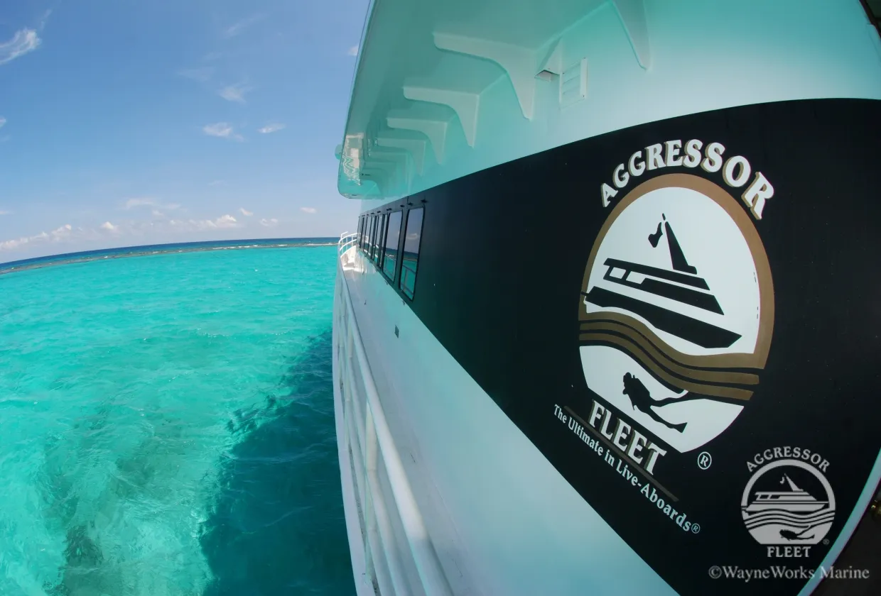 Belize Aggressor III — фото 14, дайвинг Белиз