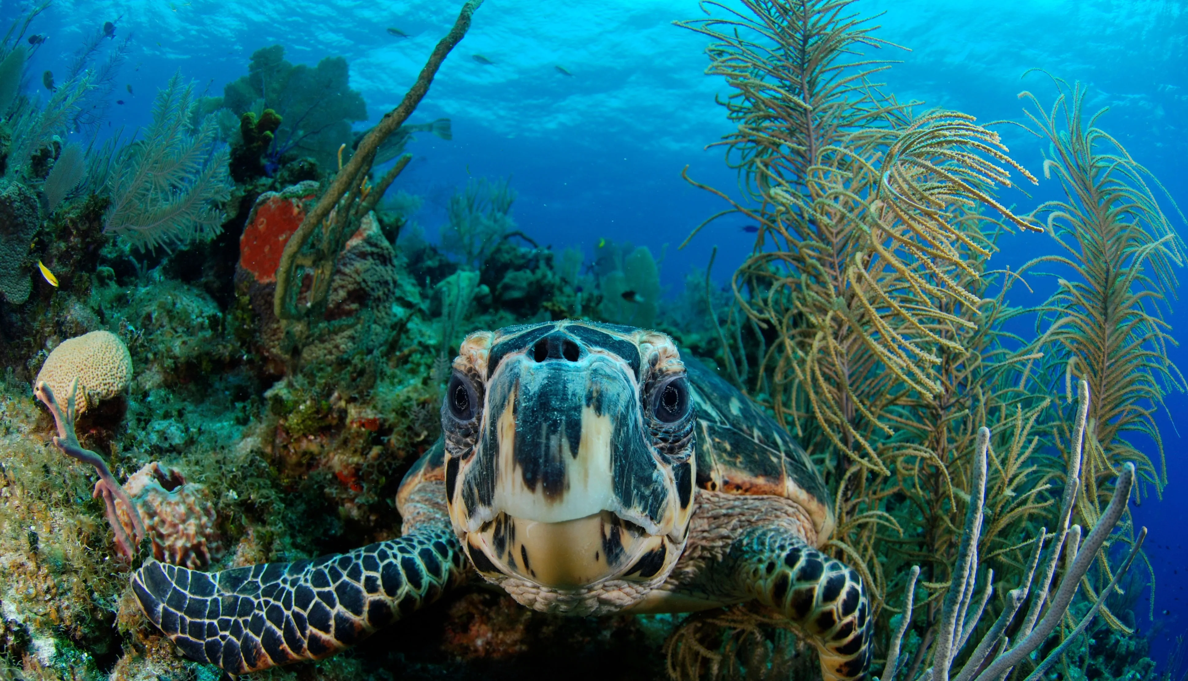 Hawksbill turtle on a Belize reef