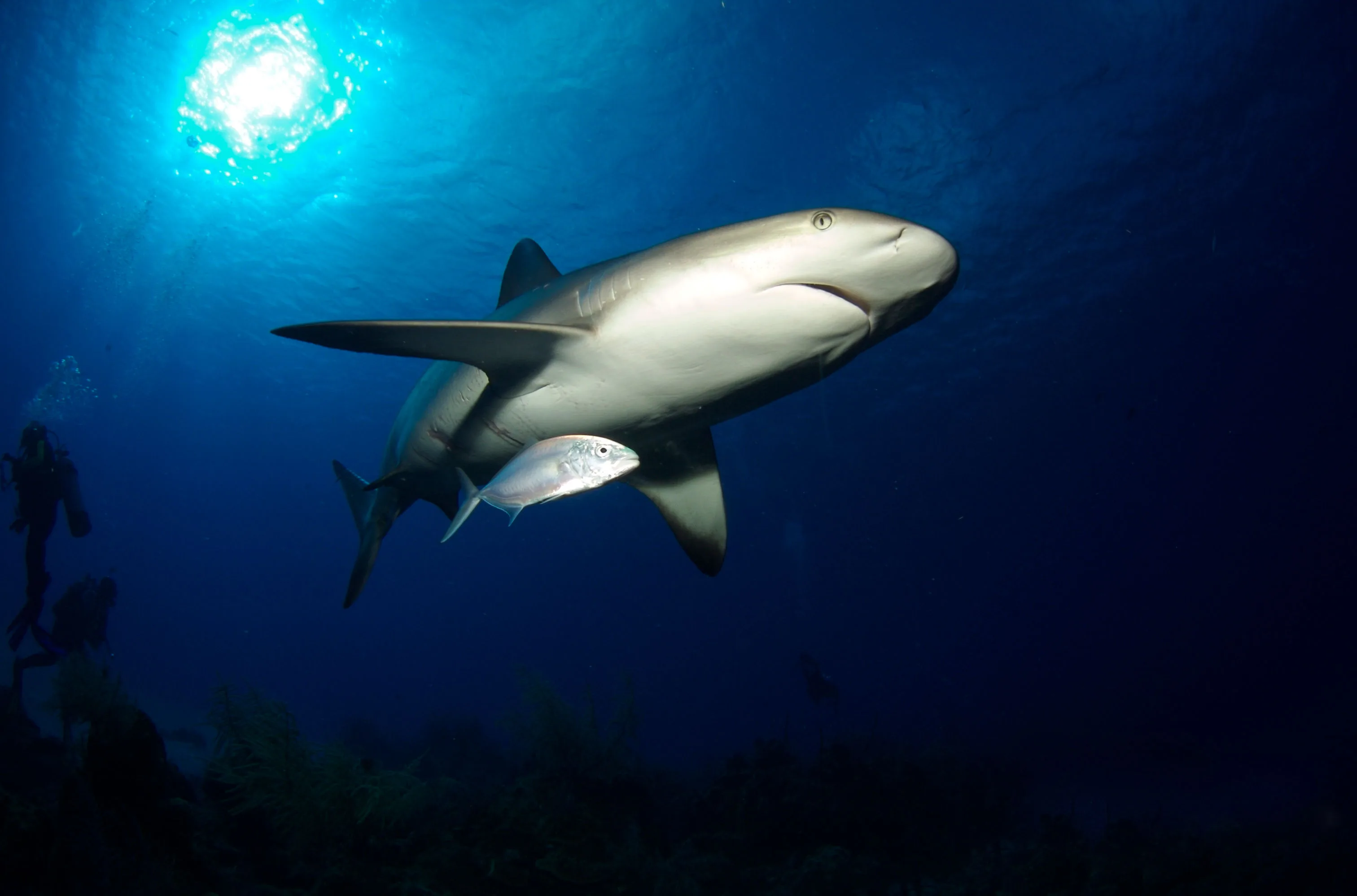 Caribbean reef shark on the wall of Lighthouse Reef