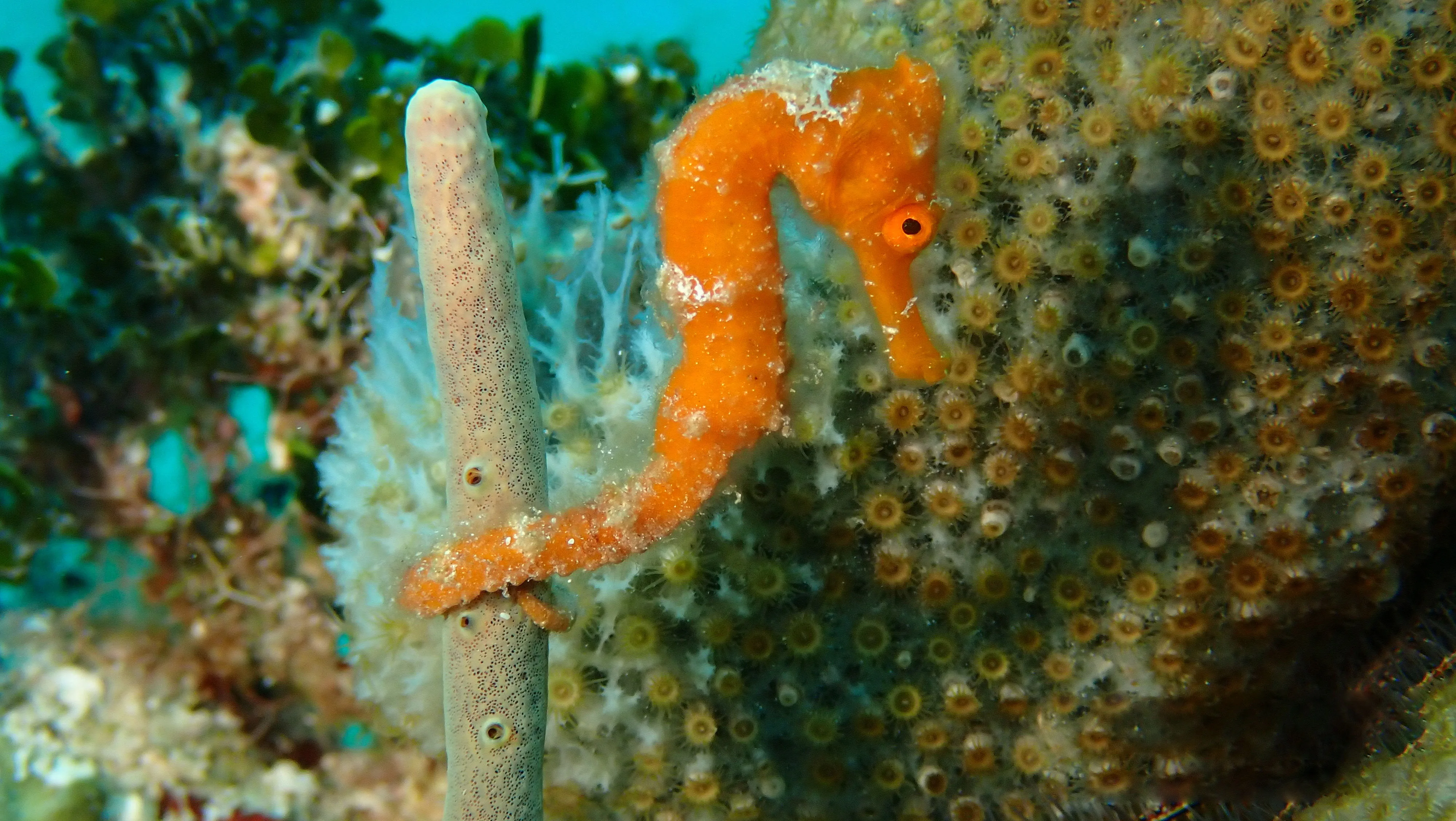 Seahorse on a Belize reef