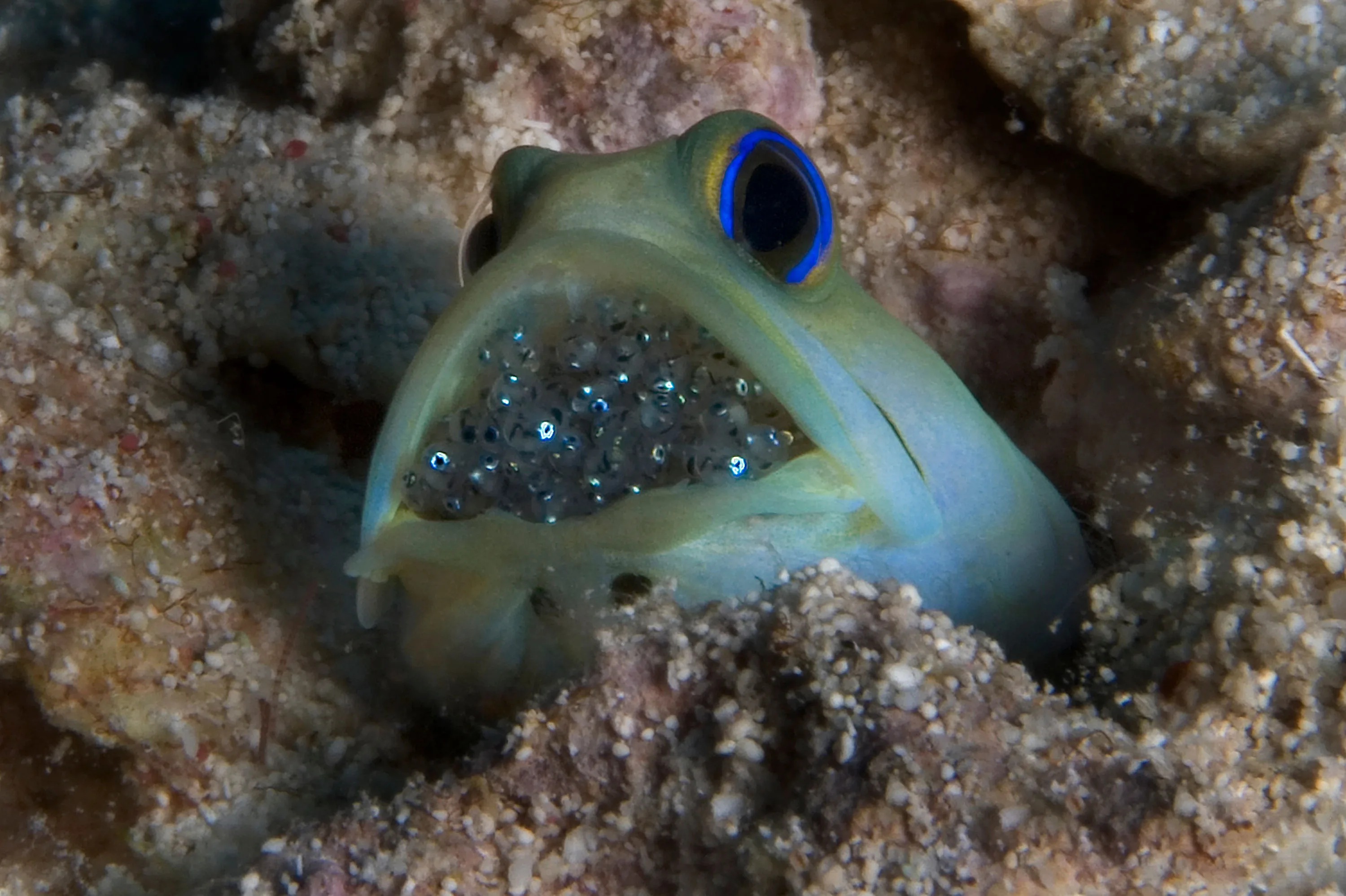 Jawfish incubating eggs in its mouth on the sand in Belize