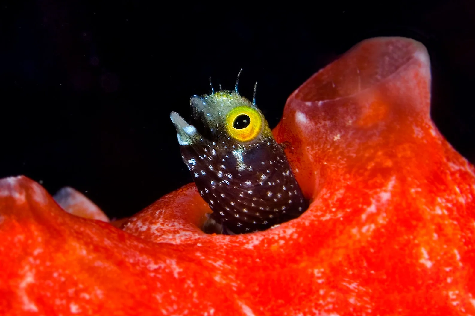 Blenny in a red sponge on a Belize reef