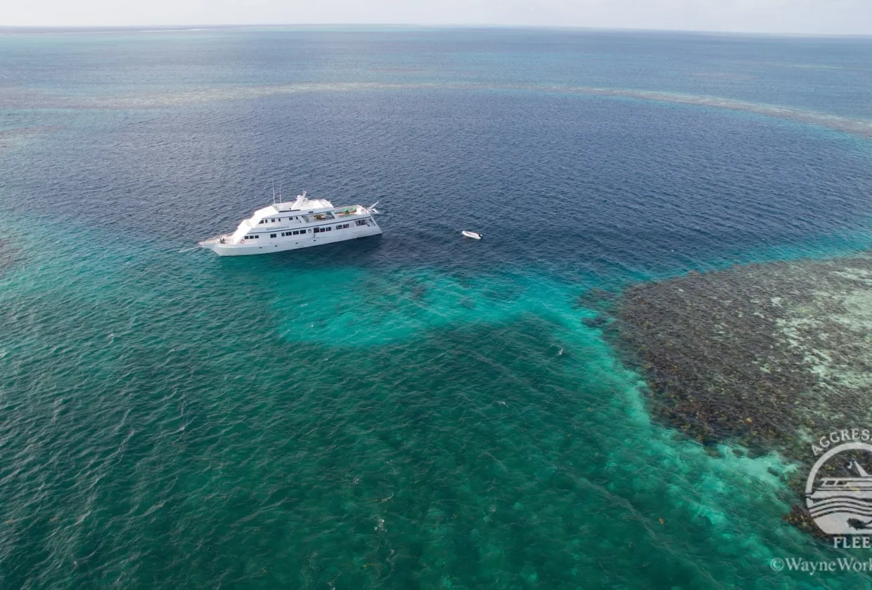 Belize Aggressor III — фото 4, дайвинг Белиз