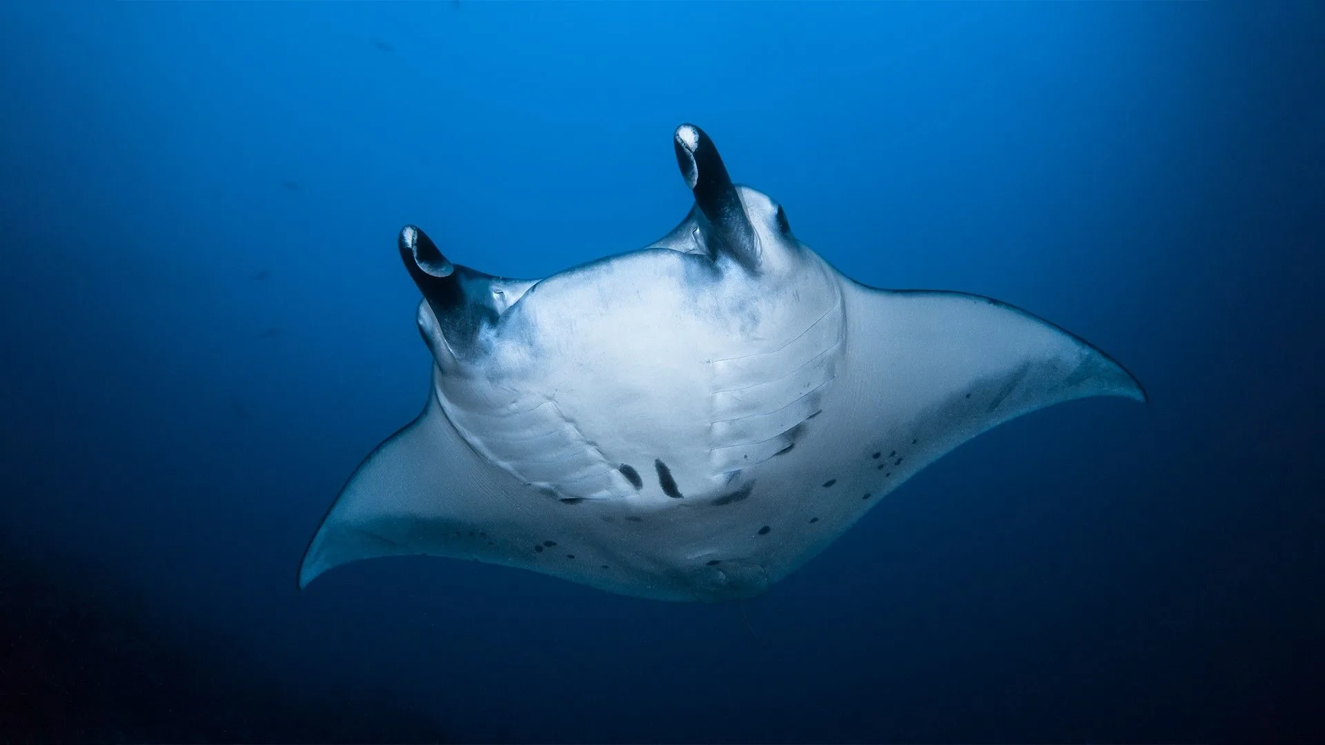 Manta ray at a cleaning station in Maldivian waters