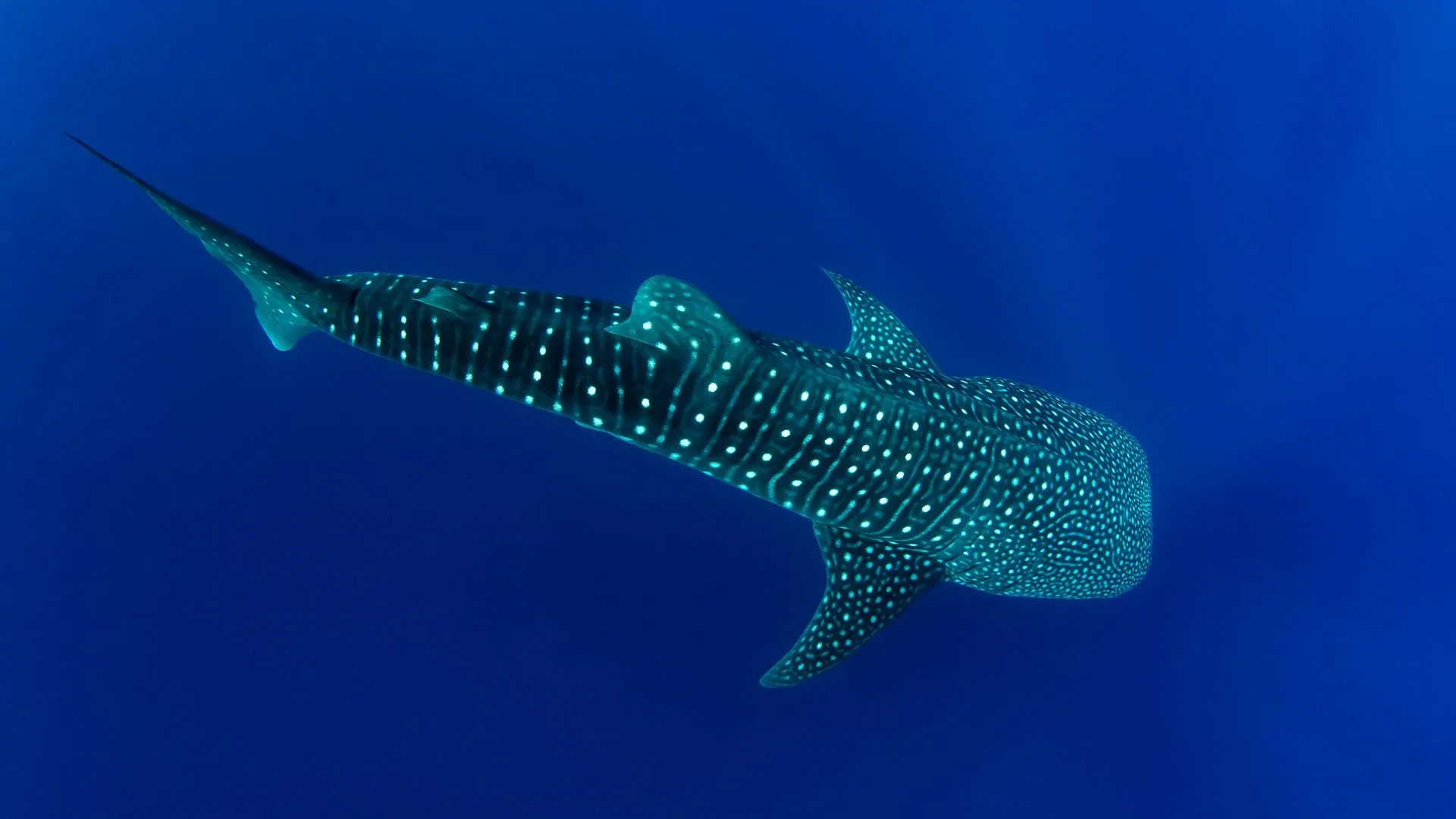 Whale shark in South Ari Atoll