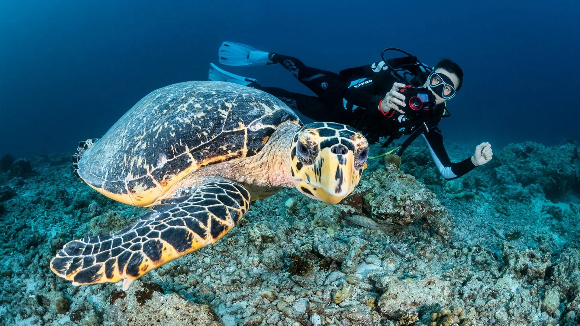 Diver and a sea turtle on the reef