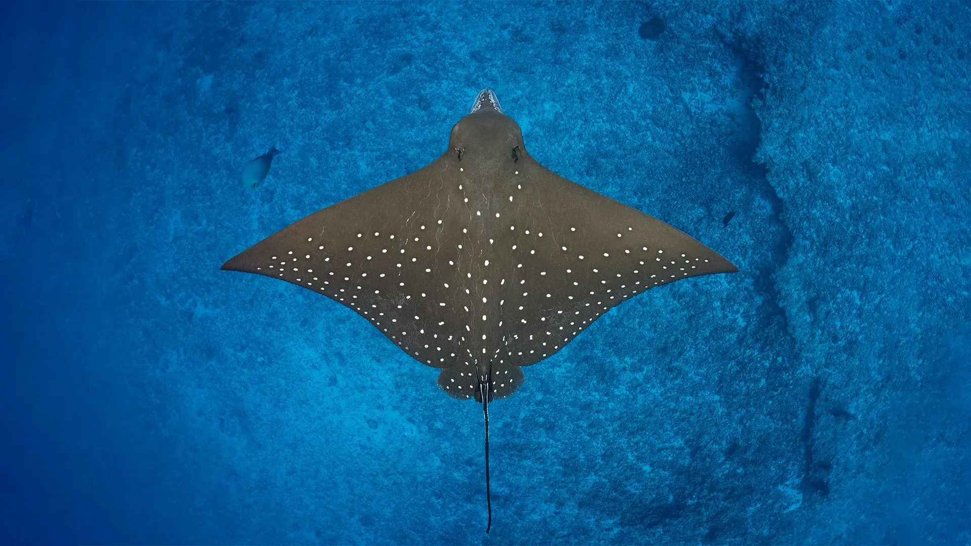 Eagle ray in the blue water of the Maldives