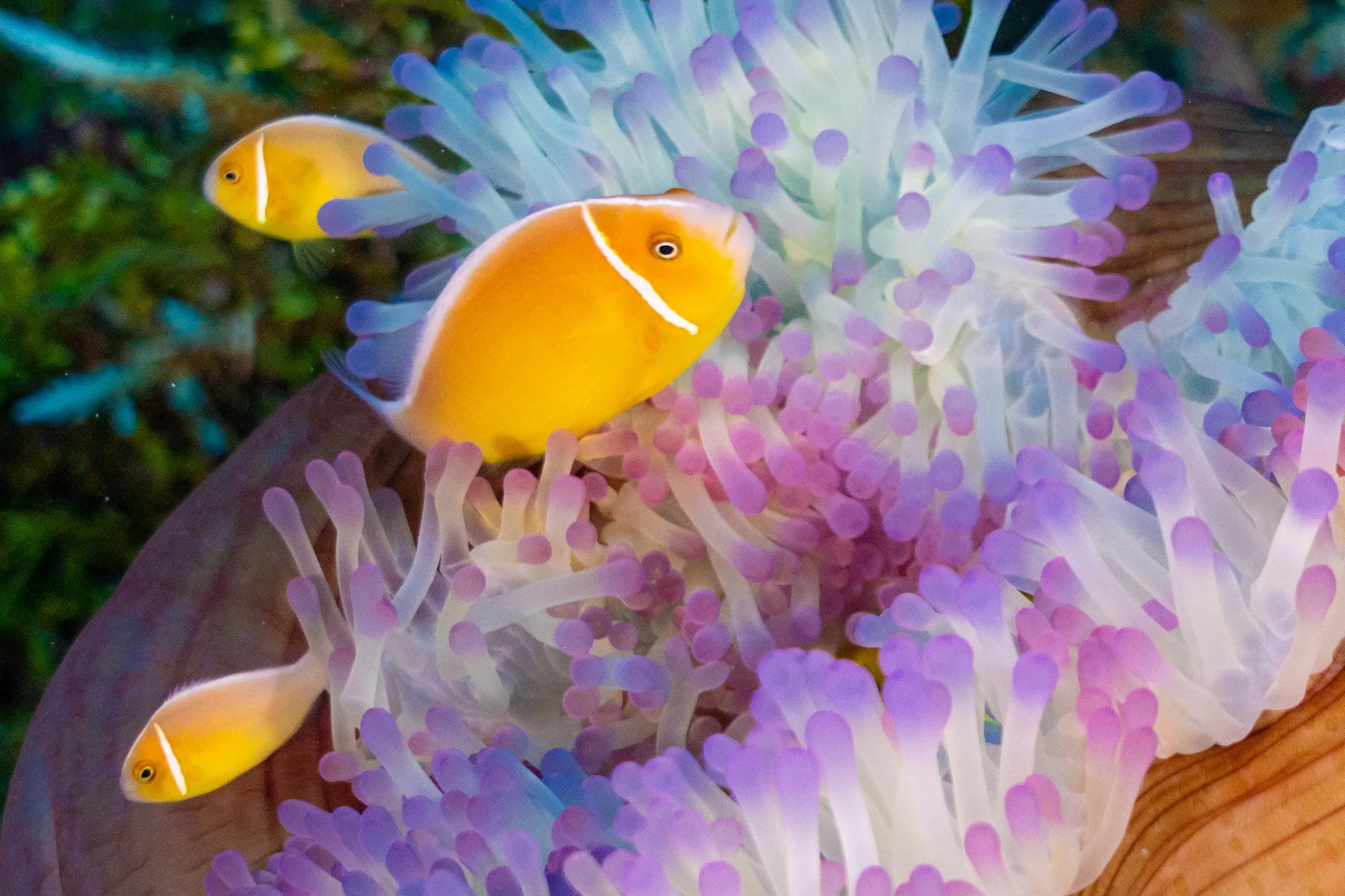 Anemonefish in an anemone on a Palau reef