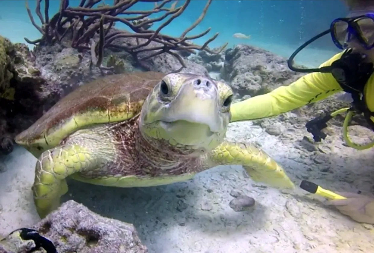 Blackbeard`s Morning Star