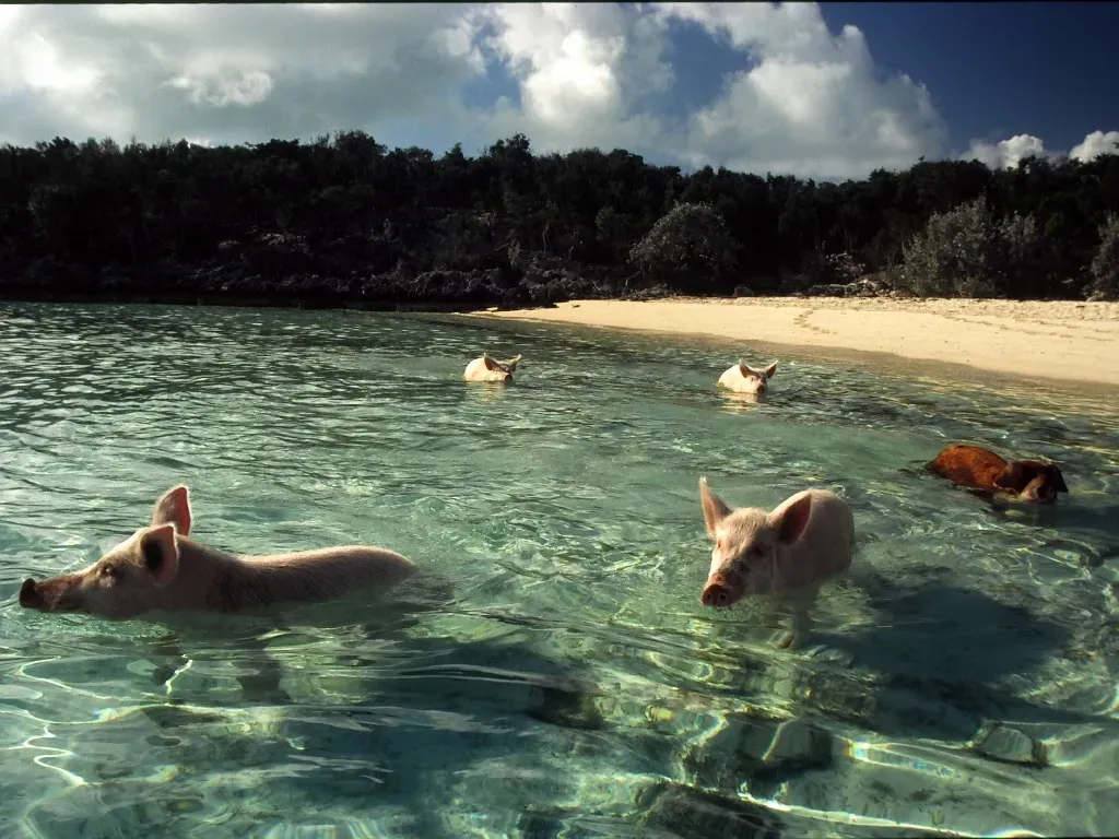 Blackbeard`s Morning Star