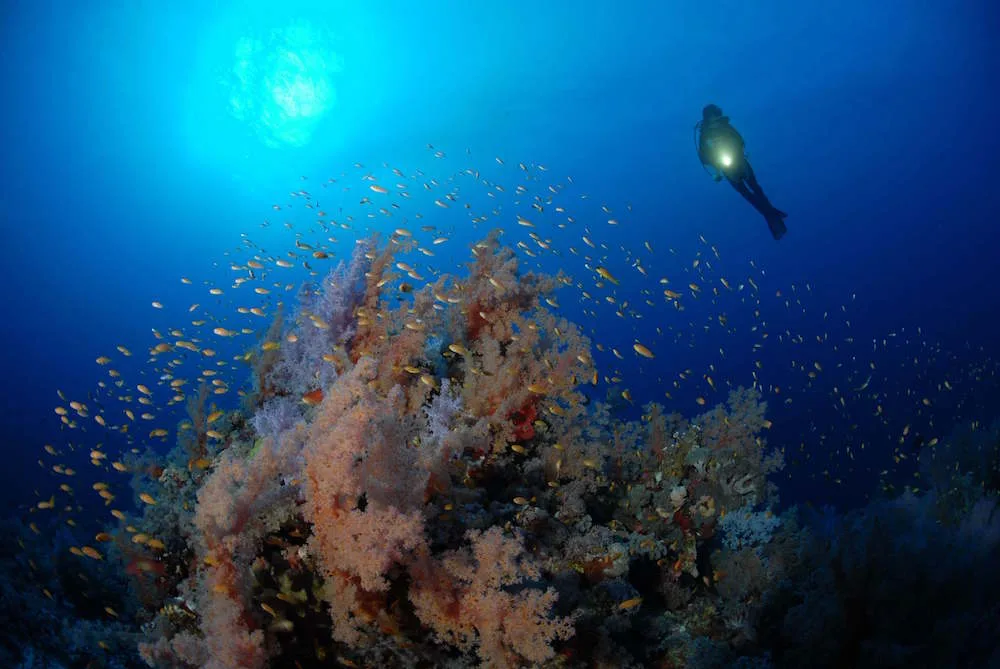 Soft corals and a cloud of anthias on the St. John's reefs