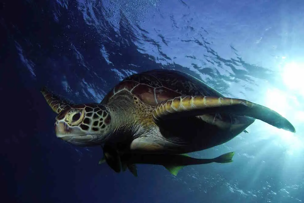 Hawksbill turtle in the water column of the Red Sea