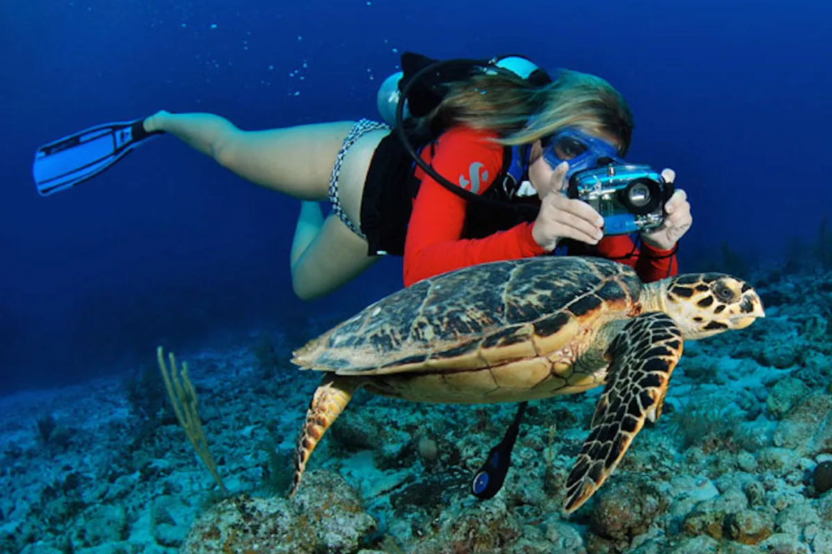 Hawksbill turtle and an underwater photographer on a Cayman reef