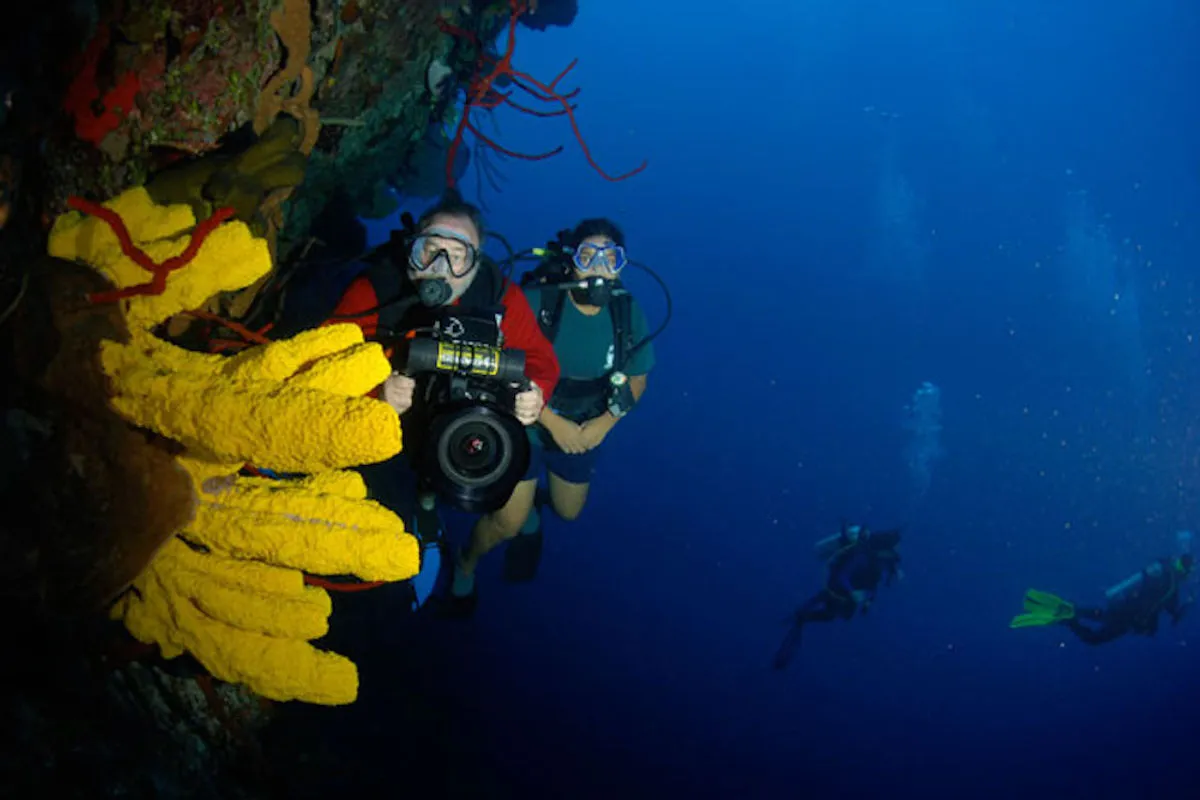 Divers beside yellow sponges on a Cayman wall
