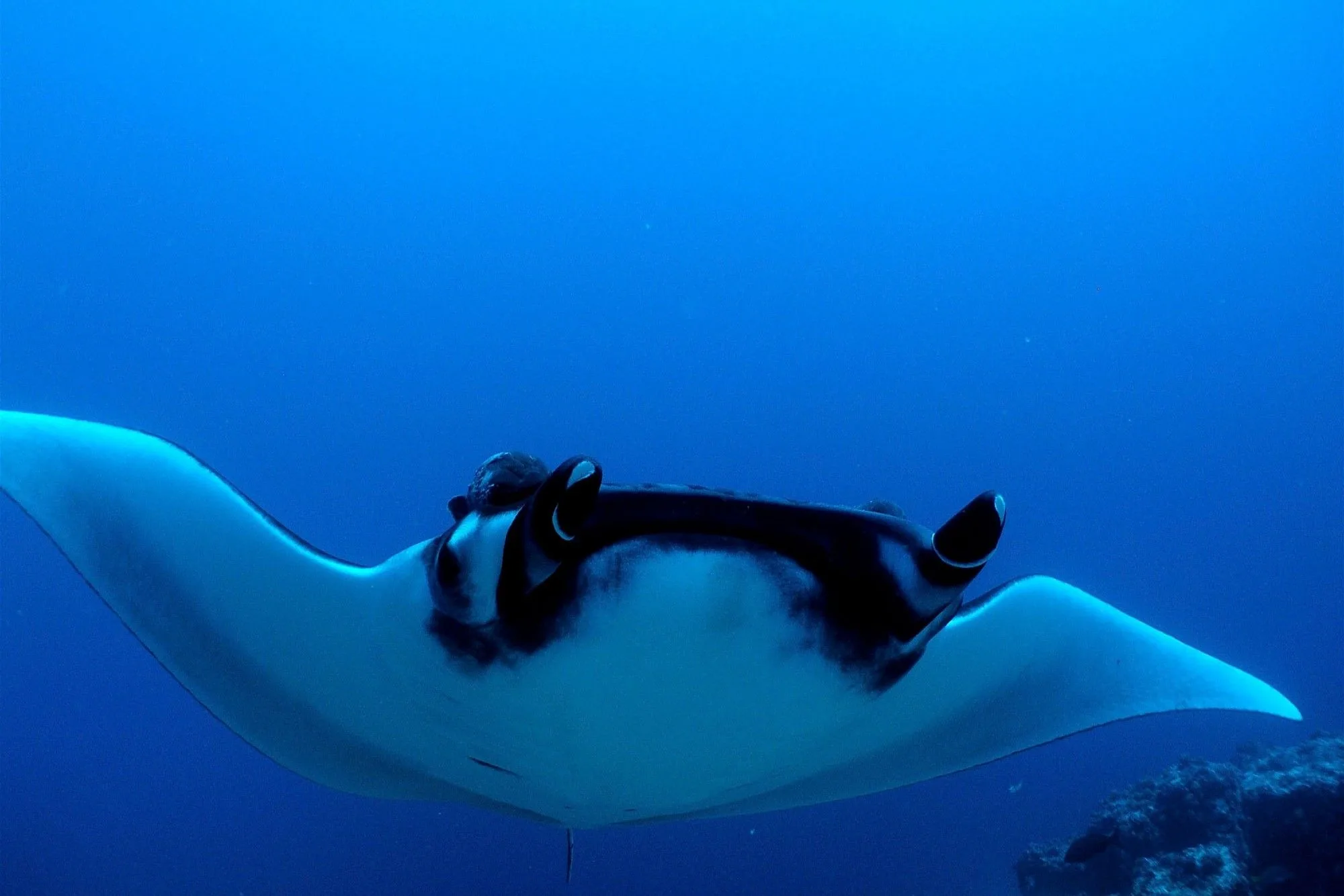Manta ray in the blue water of the Galapagos