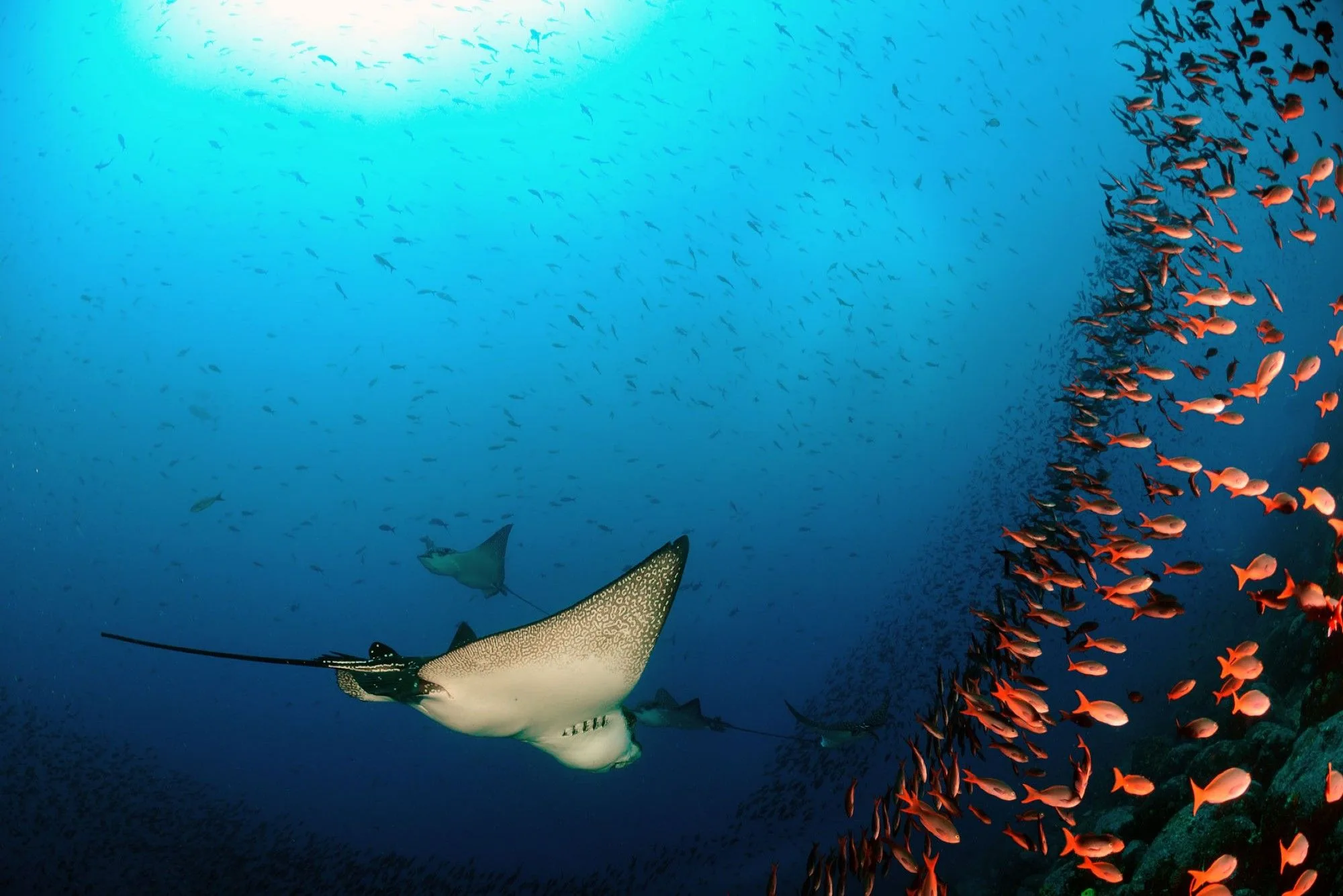 Eagle rays over the reef amid a shoal of orange anthias
