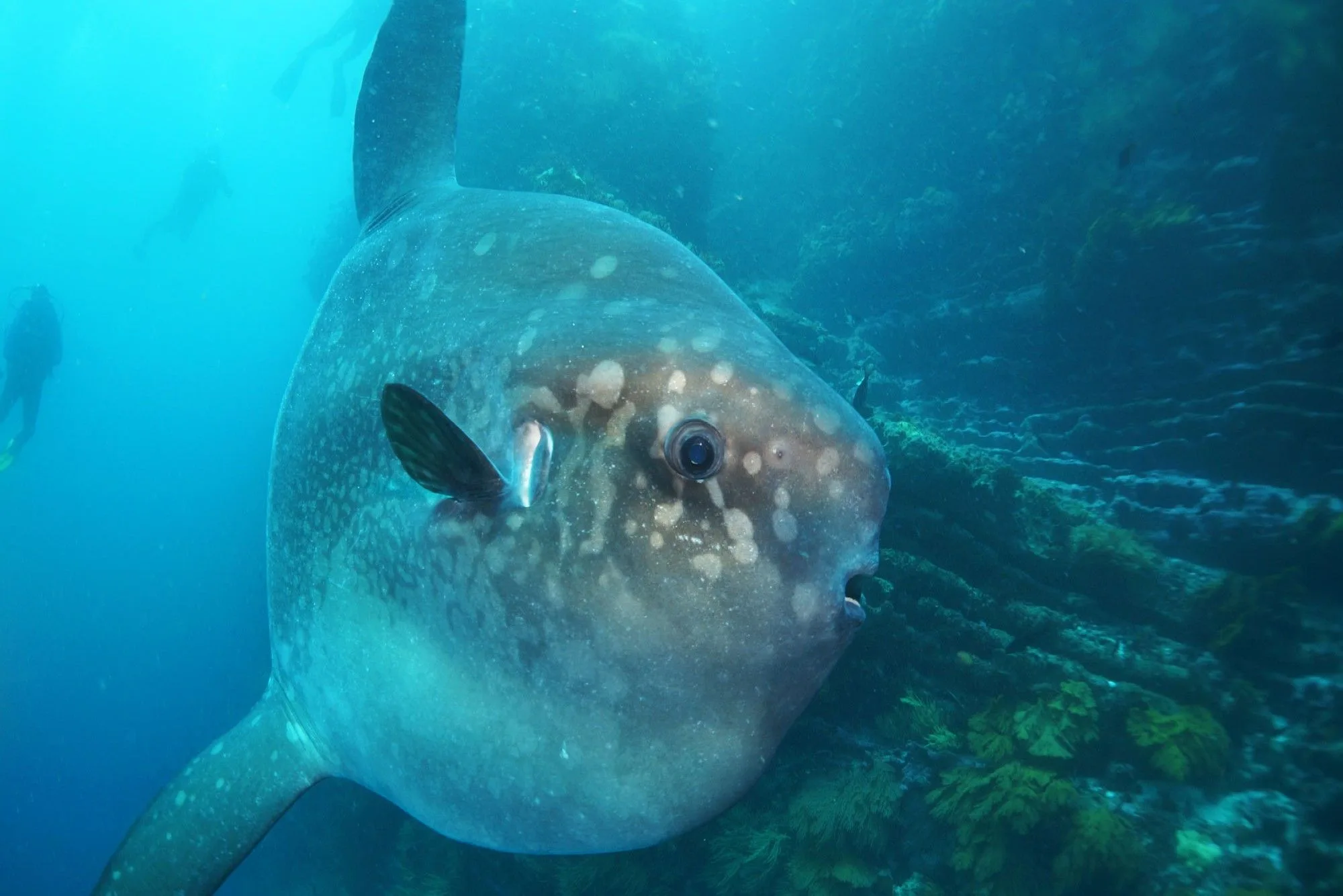 Mola mola at Punta Vicente Roca