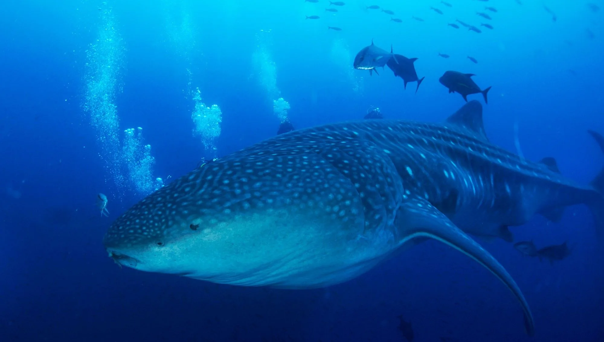 Whale shark passing a group of divers