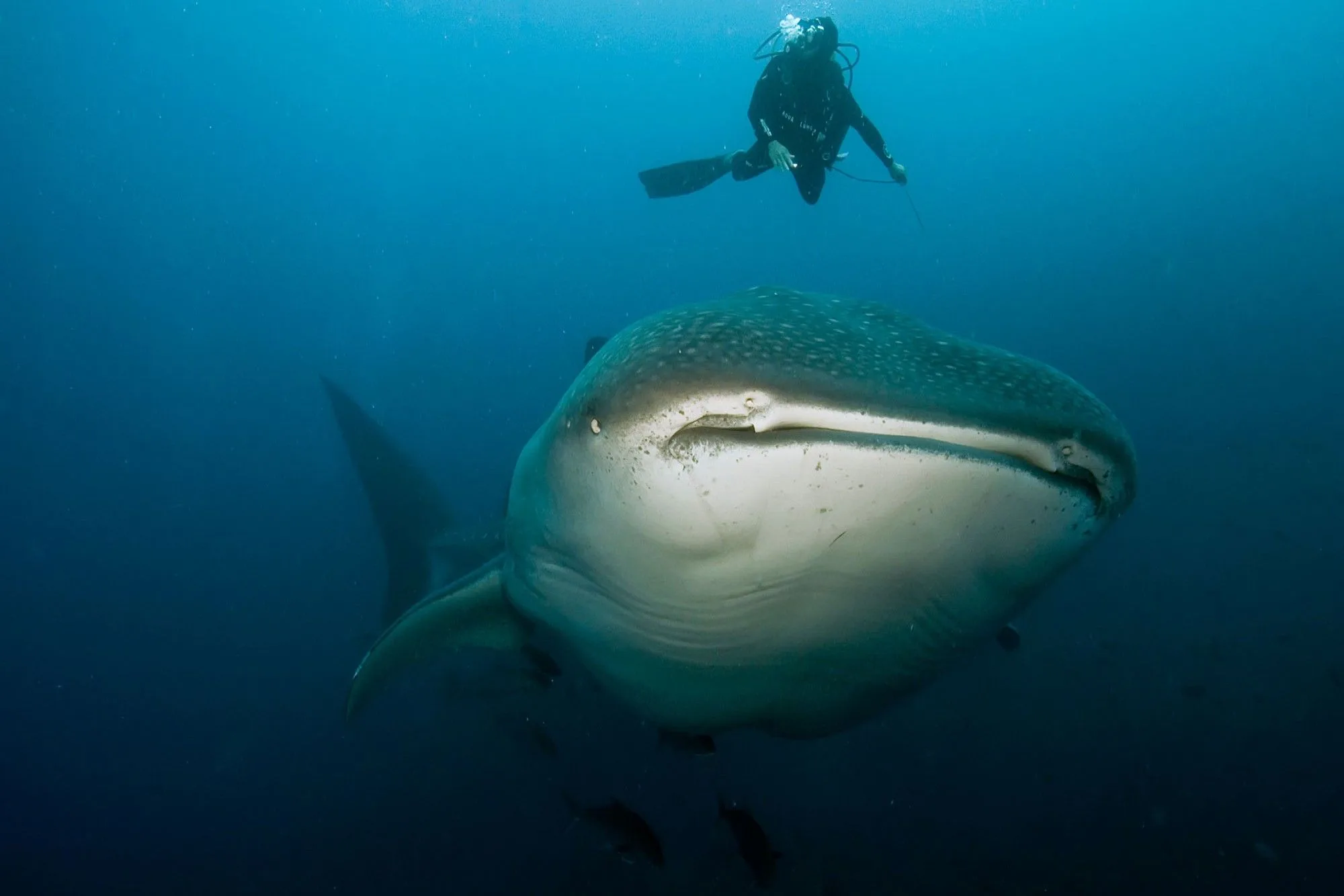 Diver alongside a whale shark off Darwin Island
